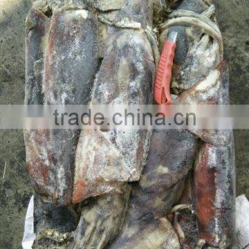 Frozen Peru Squid Wholesale photo-2