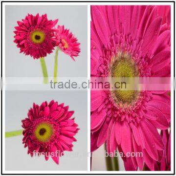 100% Fresh Cut Purple Petal Gerbera Flowers With Low Price