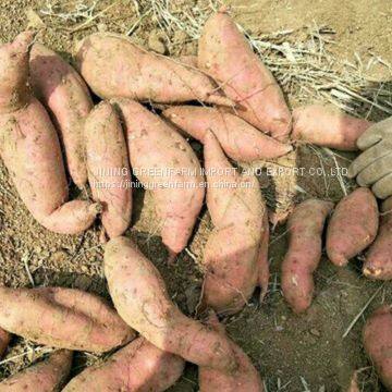 300g-450g Fresh Sweet Potato photo-3