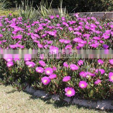 Heavy Duty Weed Barrier Fabric, Ground Cover for Planting Flowers photo-2