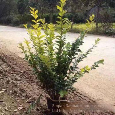 in the Shuyang Area, the Price of Centimeter-sized Golden Privet Seedlings is Cheap and the Survival Rate is High. photo-3