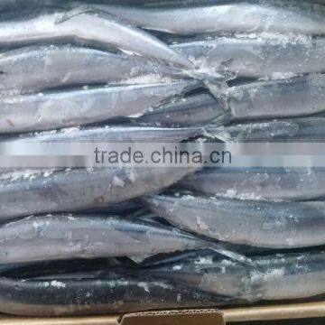 FROZEN PACIFIC SAURY WHOLE ROUND photo-2