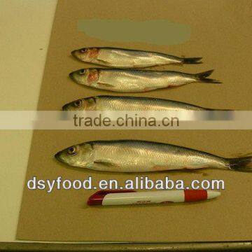 Frozen Canned Sardine photo-4