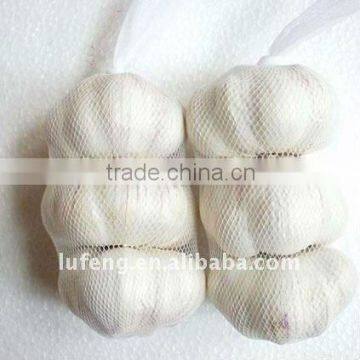 Chinese Garlic