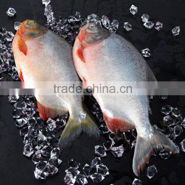 Good Quality Pacu Fish to African Market