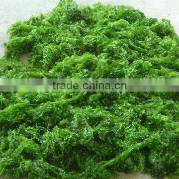 PREMIUM ULVA LACTUCA LEAVES-HIGH QUALTIY - BEST PRICE