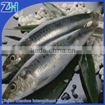 Frozen fresh Sardine by Purse seine for fish bait on sale