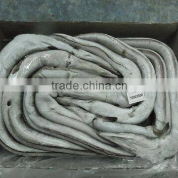 FROZEN EEL FISH