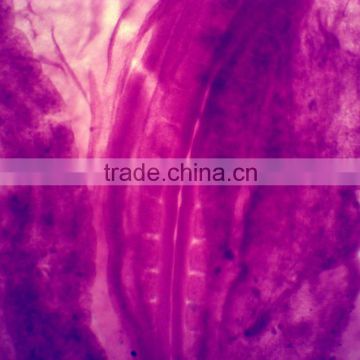 chick embryo prepared slides