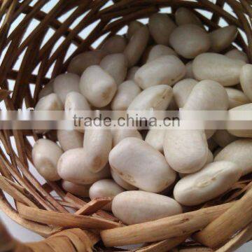 White Kidney Bean( New Crop)