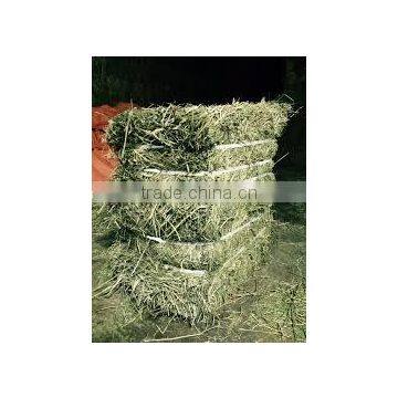 Dry hay bale, feeding hay bale, grass hay bale, Rhode grass hay, cattle feed hay