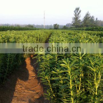 Chinese high quality organic stevia seeds high germination rate