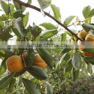 Persimmon tree seedling