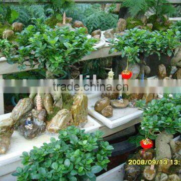 Ficus microcarpa