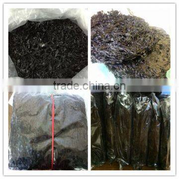 Laminaria nori seaweed,roasted seaweed snack,sea moss,food grade