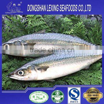 Whole round frozen pacific mackerel