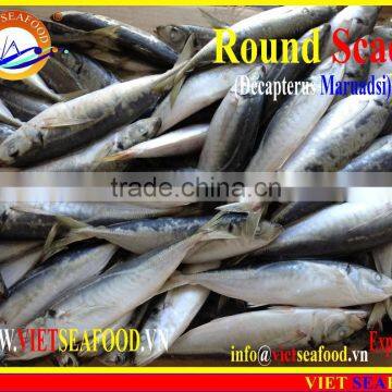 FROZEN MARUADSI (ROUND SCAD) photo-5