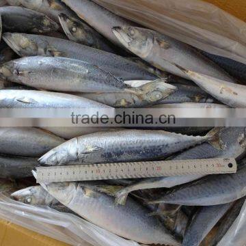 Seafood Frozen Fish Pacific/Atlantic Mackerel photo-2