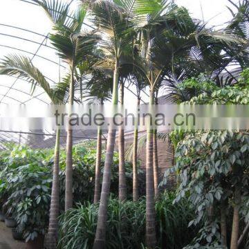 Archontophoenix Alexandrae and Rooted Outdoor Palm Trees photo-2