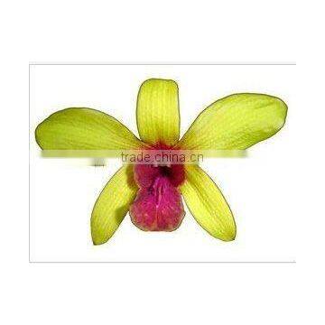 Thailand High Quality D-009 Dendrobium Red Lip Orchid