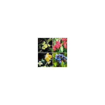 Plant Extract, Herb Ectract, Sport Nutrition, Health Supplement