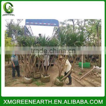 Dracaena Angustifolia (2)