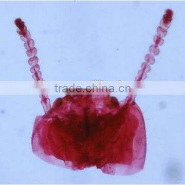 High Quality Zoology Slides ,high Quality Animal Slides photo-2