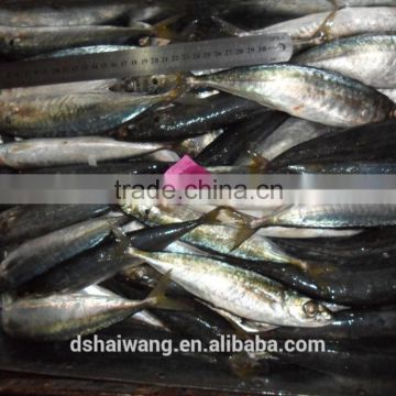 Frozen whole round slender mackerel fish with size 60 pcs / 10 kg