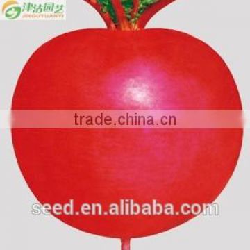 Red Skin High Quality Hybrid Radish Seeds