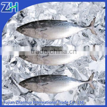 frozen bonito fish WR tuna