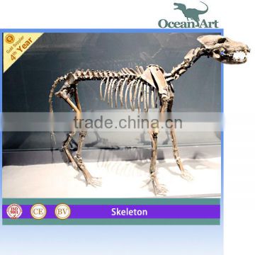 Life-size artificial fiberglass animal skeleton