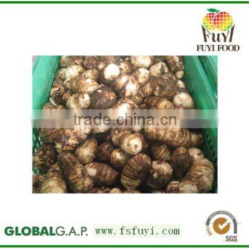 Big Size and Small Size Normal Fresh Taro