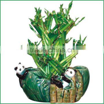 dragon tower shaped lucky bamboo air bonsai tree dracaena sanderiana indoor aquatic water plants nursery garden decoration