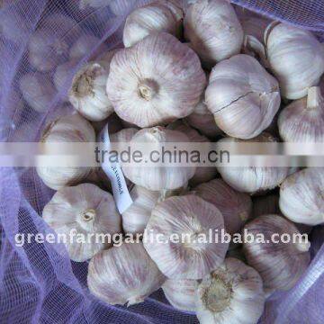 2014 red white garlic