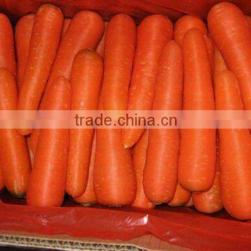 fresh carrot from china SK316