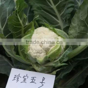 Hybrid Chinese vegetable broccoli seeds for growing-chun qiu No.5