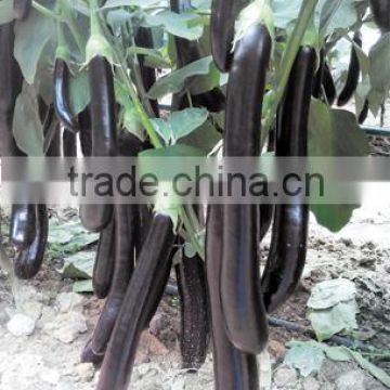 High quality Hybrid High yield eggplant seeds for growing-LG-early beauty