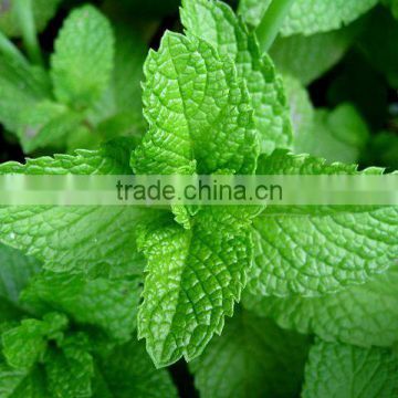 High Germination Rate Mentha spicata seeds spearmint seeds For Cultivation