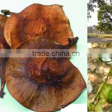 Indian Bija foretsry tree seeds Pterocarpus marsupium Rajasthan Asia