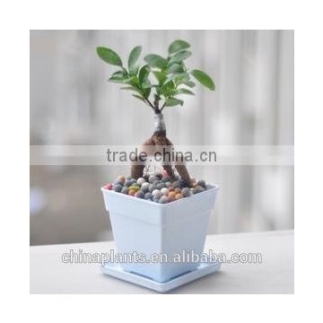 Indoor Ficus Ginseng Bonsai