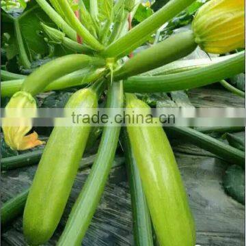 Marrow/Squash Seed Qing Yu photo-2