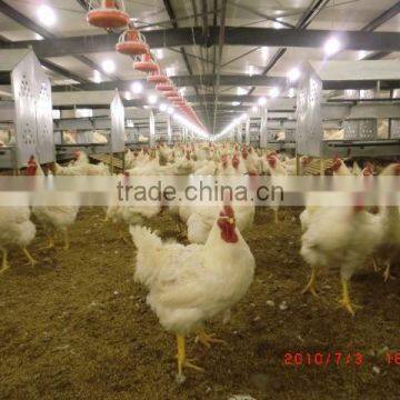 chicken feeding system equipment