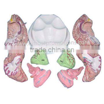Medical Brain Anatomical Model, Plastic Human Brain Models photo-2