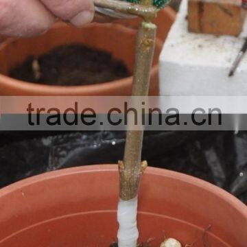 2015 New Omega Grafting Machine Tool With the Survival Rate Over 90% photo-3