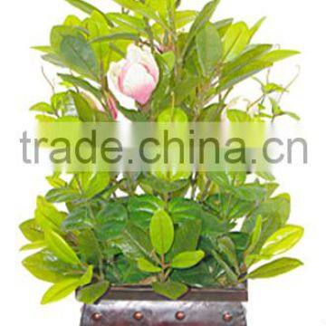 indoor Home garden decorative 250cm Height make artificial green live magnolia bonsai tree EXLYPZ06 0508