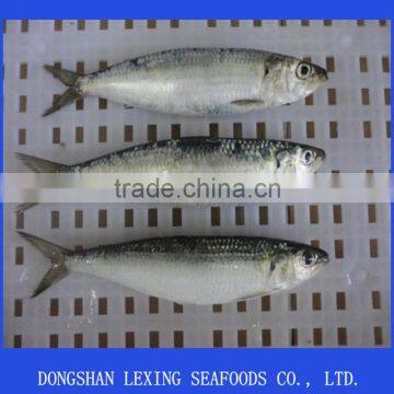 Frozen Sardine