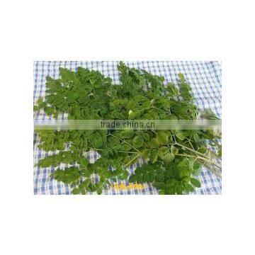 Moringa Leaf Powder photo-2