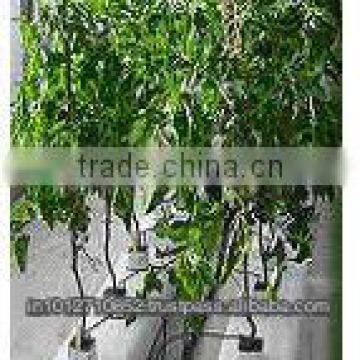 HYDROPONICS GROW BAG photo-5