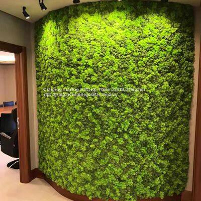Factory Wholesale High Quality Colourful Moss Wall Panel Preserved