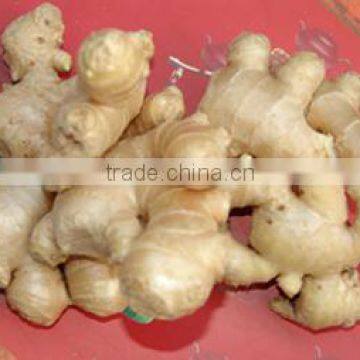 2014 New Crop Fresh Ginger With Dry Skin